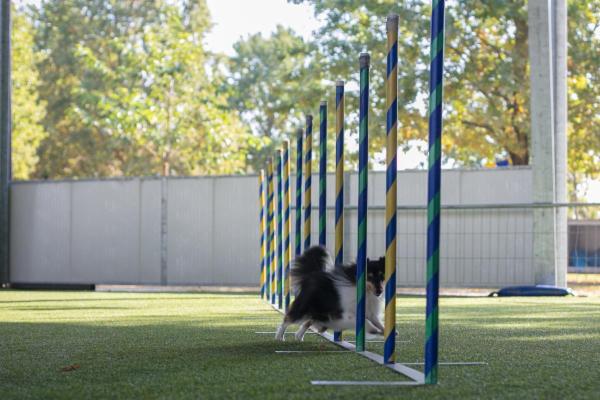 Dog-City  - Foto 5