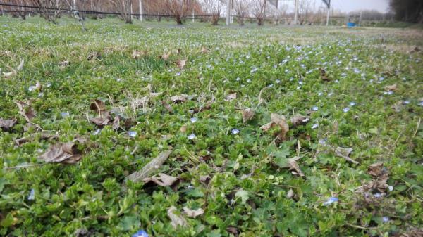 Giardini Patrizi - Foto 5
