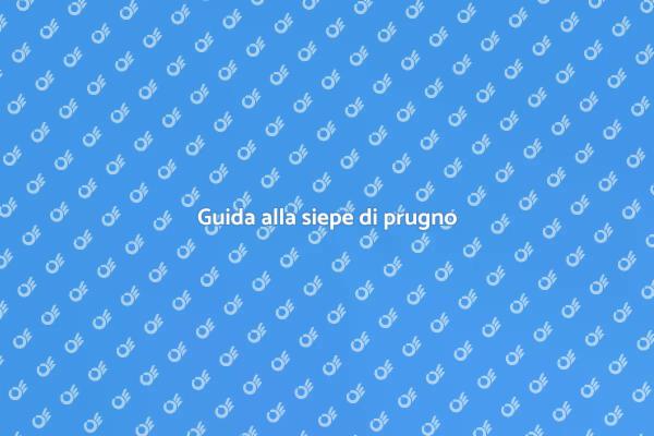 Siepe di prugno: guida pratica