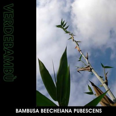 Verde Bambu'  - Foto 3