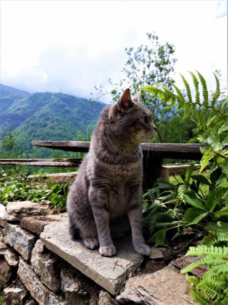 dogsitting, gruppi di dogtrekking e socializzazioni - Foto 12