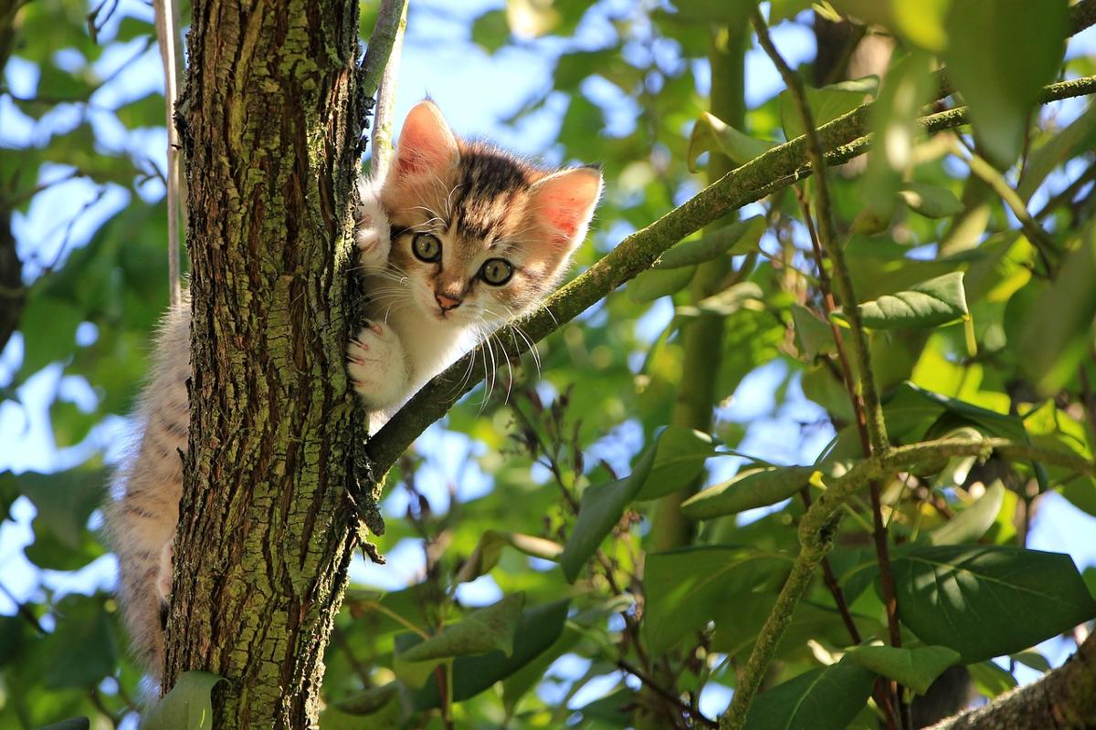 gatto appartamento 1