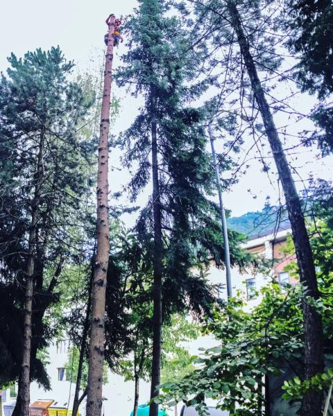 TreeclimbingBS - Foto 6