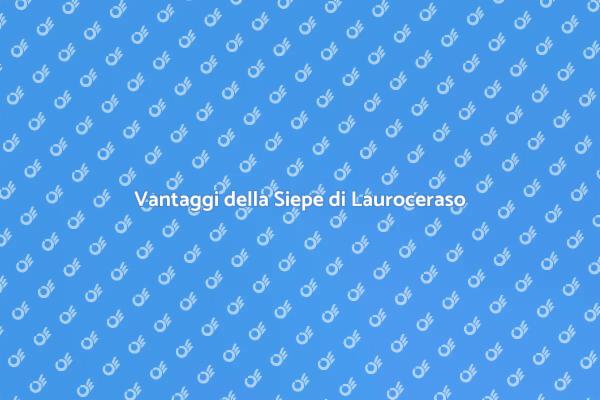 Siepe di Lauroceraso: Bellezza e Privacy