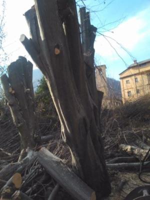 Bounous Luca - Lavori di Giardinaggio  - Foto 9