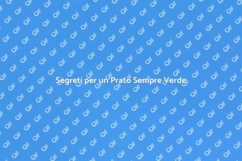 Mantenere un Prato Sano: Guida Pratica