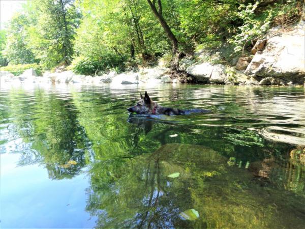 dogsitting, gruppi di dogtrekking e socializzazioni - Foto 30