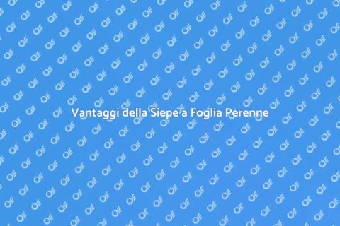 Siepe a Foglia Perenne per il Giardino