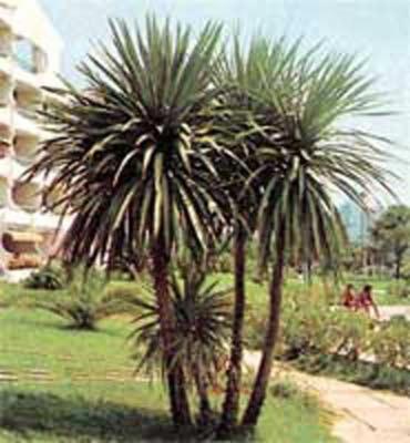 Vivai Masullo  - Foto 2