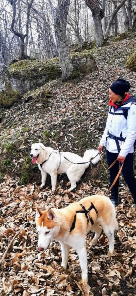The Dutch Dog di Claudia Tomassini - Foto 4