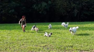 dogsitting, gruppi di dogtrekking e socializzazioni - Foto 6