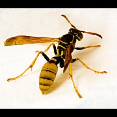 No Fly Zone  - Foto 6