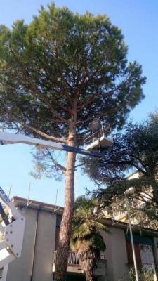 Longo Giardinaggio  - Foto 4