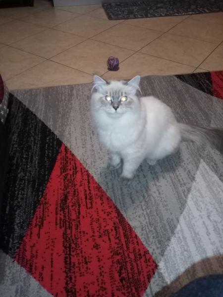 Giorgia M. - Foto 6