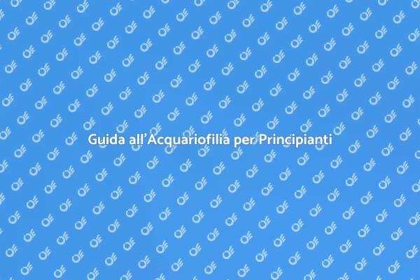 Trasforma il Tuo Spazio con Acquariofilia