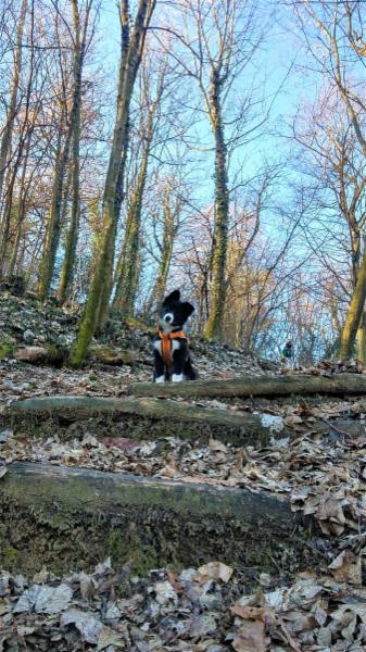 dogsitting, gruppi di dogtrekking e socializzazioni - Foto 11
