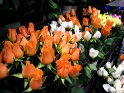 Vitalflor  - Foto 6