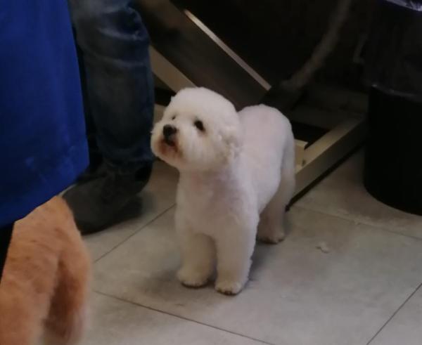 Roberta Pet Groomer - Foto 6