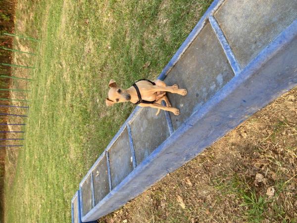 Lauretta Vicari Smiling Dogs - Foto 10