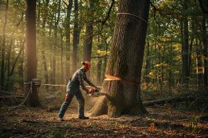 effettuare il taglio del bosco: Da €90