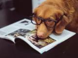 Cane in appartamento: I Consigli Migliori di Ernesto