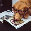 Avere un cane in appartamento: la soluzione è possibile