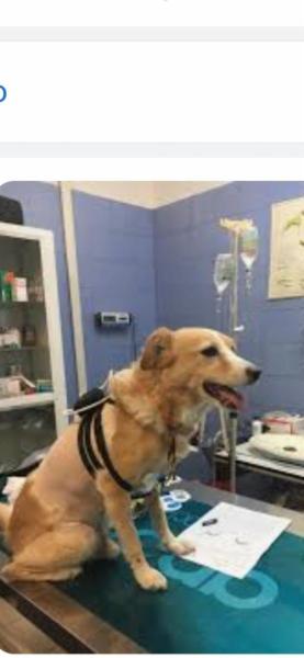 Medico veterinario - Foto 3