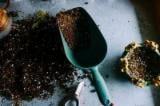 Giardinaggio: gli 8 errori più comuni che vengono commessi dai principianti
