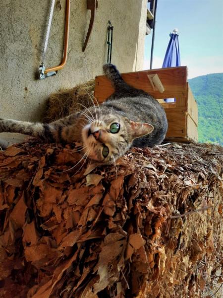 dogsitting, gruppi di dogtrekking e socializzazioni - Foto 20