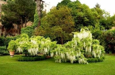 Giardinaggio Green Heaven  - Foto 5
