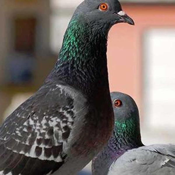 Grosso Ezio Disinfestazioni  - Foto 8