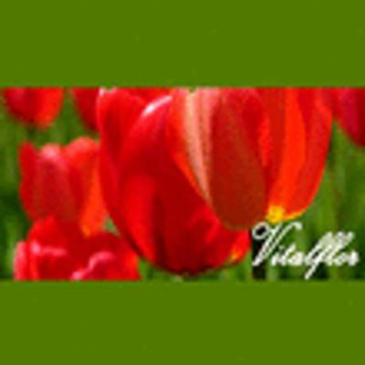 Vitalflor  - Foto 1