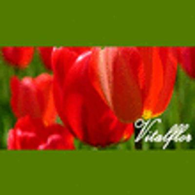 Vitalflor