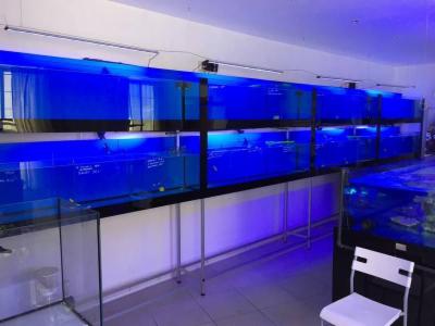 Aquarium Life  - Foto 9