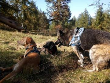 dogsitting, gruppi di dogtrekking e socializzazioni - Foto 9