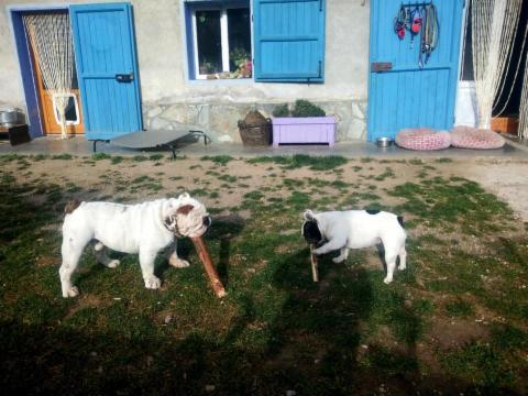 dogsitting, gruppi di dogtrekking e socializzazioni - Foto 16