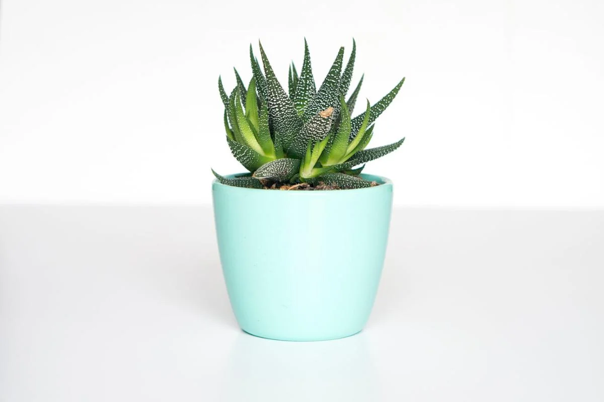 piante vaso