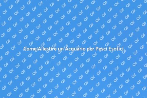 Acquario per Pesci Esotici: Guida Completa