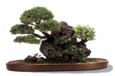 Green  - Foto 2