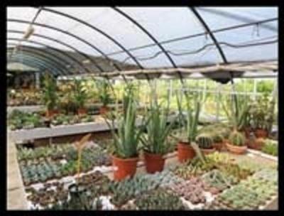 Floricoltura Tres  - Foto 4