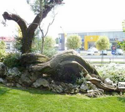 Deoni Giardinaggio  - Foto 2