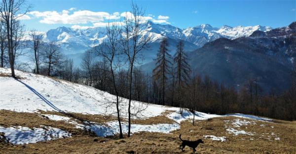 dogsitting, gruppi di dogtrekking e socializzazioni - Foto 10