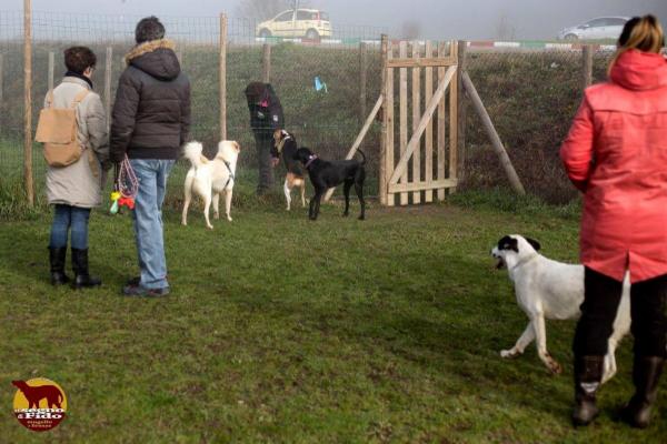 Il Segno di Fido - asd cinofila Mugello e Firenze - Foto 6