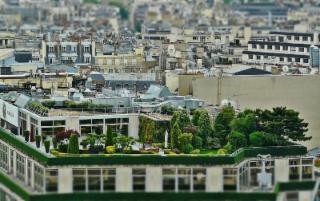 Siepi da giardino: come trovare giardinieri