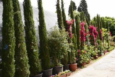 Azienda Florivivaistica Mannini & Brogi  - Foto 6