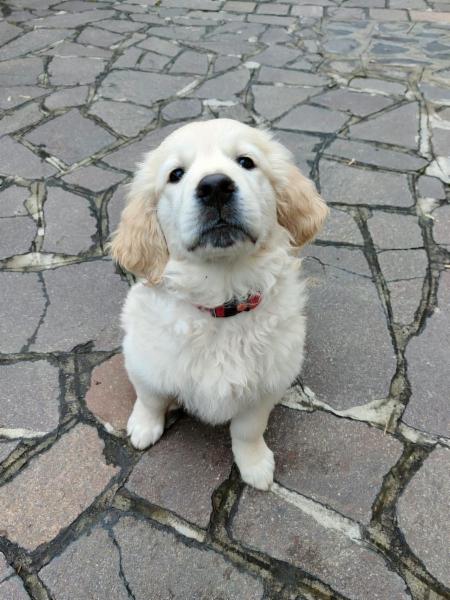 ABDog di Agnese Barbieri - Foto 4