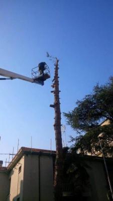 Longo Giardinaggio  - Foto 7