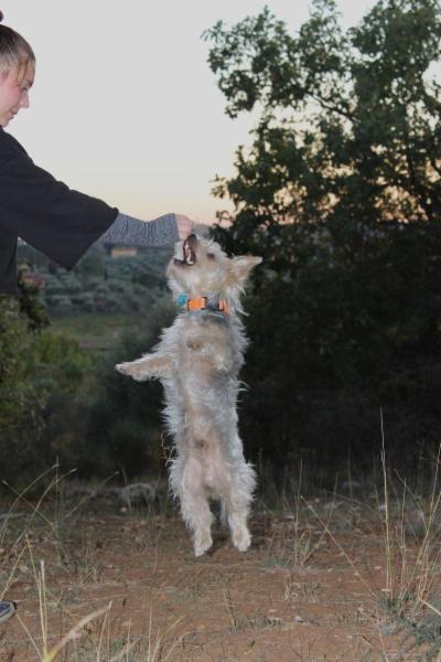 Addestratore cinofilo con conseguimento del master - Foto 4