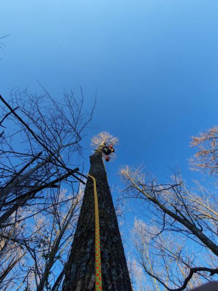 Arbor Climbing di Rocco Lodise - Foto 8