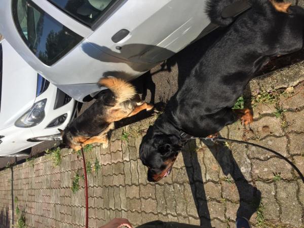 Dog sitter - Foto 14